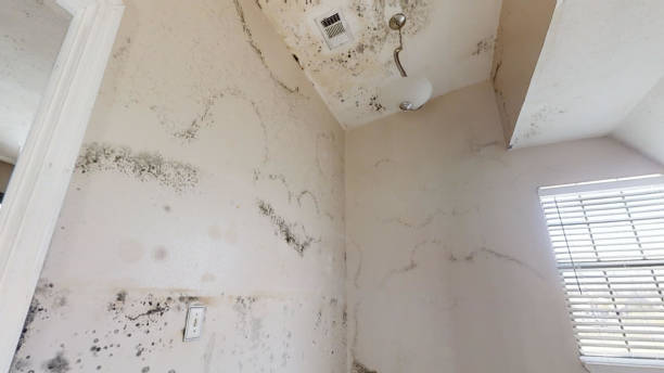 Mold Remediation for Rental Properties in Oriskany, NY