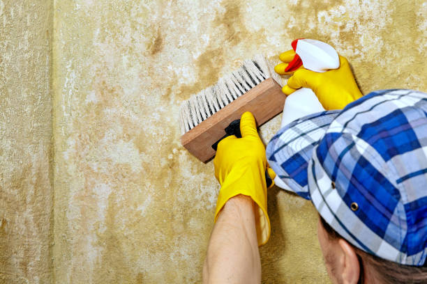 Asbestos and Lead Testing During Mold Inspection