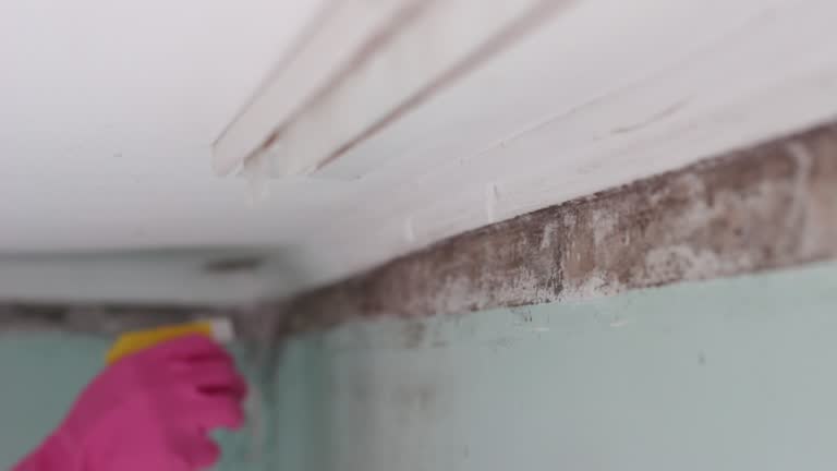Best Mold Prevention Services  in Oriska, NY